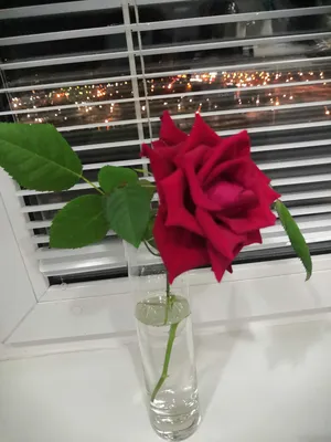 Как вырастить розу из срезанного цветка в png формате