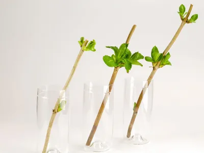Изображение: пошаговая инструкция по выращиванию розы из срезанного цветка с фотографиями