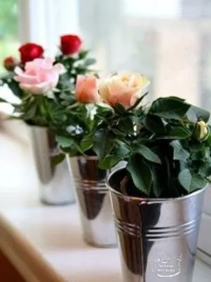 Фотография: шаги по выращиванию розы из срезанного цветка для различных форматов
