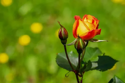 Картинка: как получить розу из срезанного цветка в разных размерах