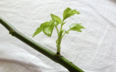 Как вырастить розу из срезанного цветка: фотографии и советы по выбору формата скачивания