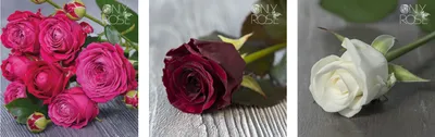Фото: секреты выращивания розы из срезанного цветка с возможностью выбрать формат