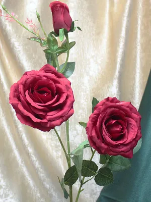 Как вырастить розу из срезанного цветка: фотографии с возможностью загрузки в разные форматы