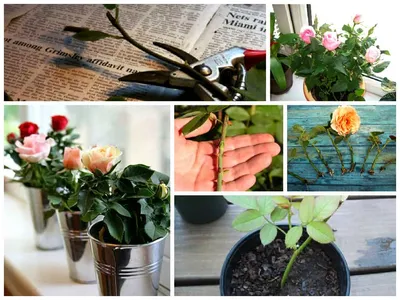 Фото: инструкция по выращиванию розы из срезанного цветка с выбором формата скачивания