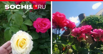Как вырастить розу из срезанного цветка в форматах jpg, png, webp: пошаговая инструкция с фото