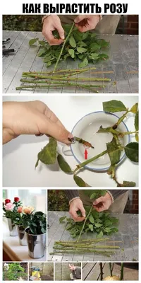 Как вырастить розу из срезанного цветка в формате jpg