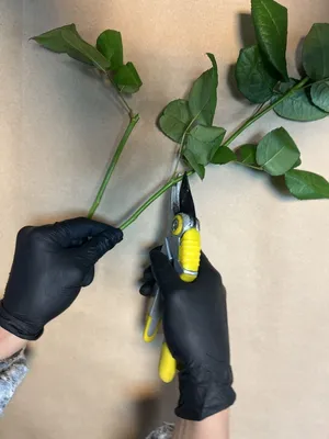 Как получить розу из срезанного цветка: фотографическое руководство