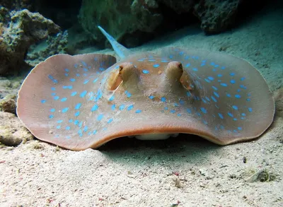 Рыбы Азовского моря в великолепных снимках