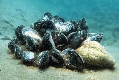 Какая рыба водится в азовском море фотографии