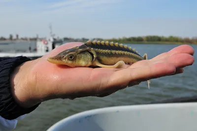 Фотографии рыбок Азовского моря