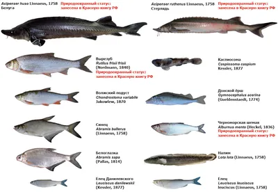 Фото Азовского моря: Плоскоголовый бычок