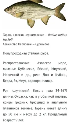 Азовское море в объективе: Полосатый гольян