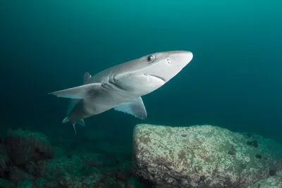 Какая рыба водится в черном море фотографии