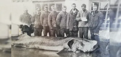 Фотографии рыб Черного моря: знакомство с их разнообразием