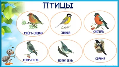 Бесподобные фотографии птиц: выбери формат и наслаждайся