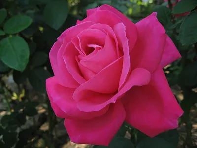 Оригинальные розы, подходящие для любого праздника