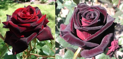 Уникальные сорта роз: оригинальность в каждом изображении