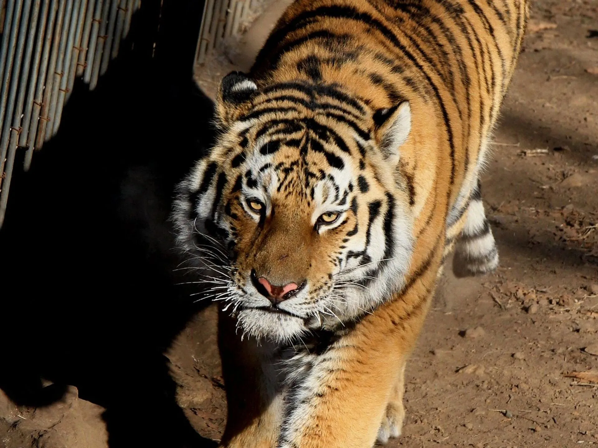 Тайгер 10. Жолборс. Черный тигр с оранжевыми полосками. Черный тигр фото. Кыргызский тигр.