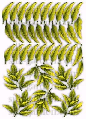 Изображение листьев пионов: детальный снимок в формате jpg