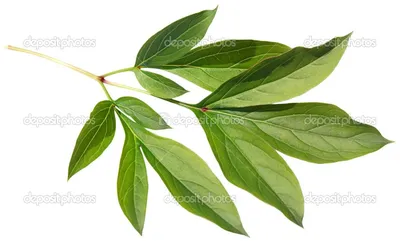 Фото листьев пионов в формате webp