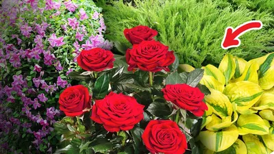Какие цветы замечательно соседствуют с розами на фото?