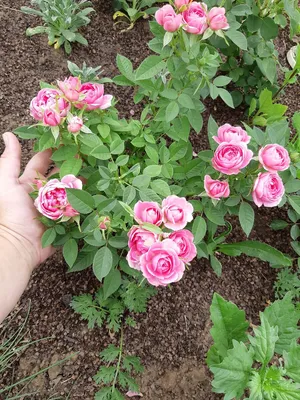 Нежные цветы, которые можно посадить между розами на фото