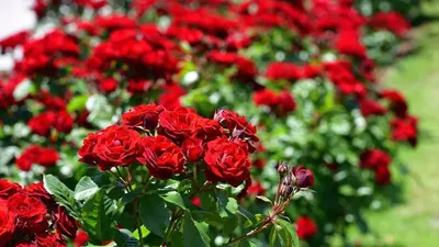 Цветовая гармония на фото: какие цветы сочетаются с розами наилучшим образом?