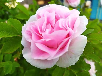Фото: Сочетание роз с другими цветами в саду