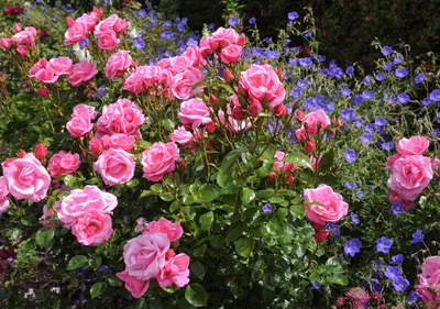 Фотки с розами: цветочные композиции и их создание