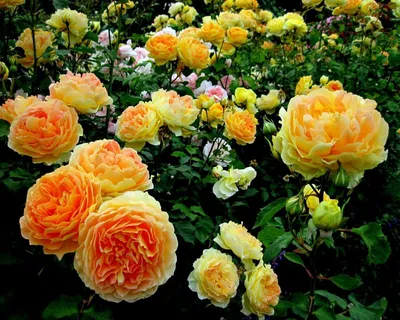 Цветочные идеи для фотосессий с розами