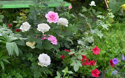 Подбор цветов для создания гармоничного композиционного решения с розами на фото