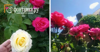Какие цветы создадут яркий контраст с розами на фото?