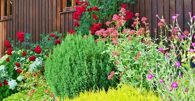 Воплощение идеальной соседки для роз на фото: подходящие цветы