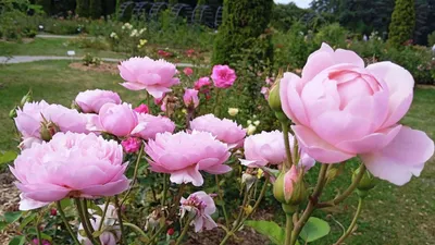 Идеи для создания фото с розами и другими цветами