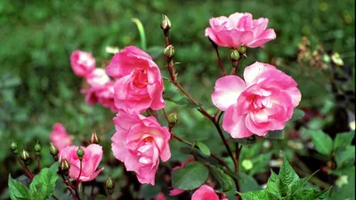 Сочетание роз с другими цветами на фото: мастер-класс