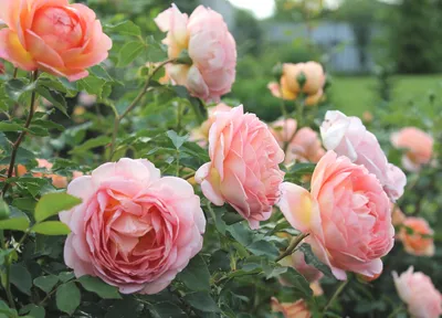 Цветочные эксперименты: фото роз и их сопровождающих цветов