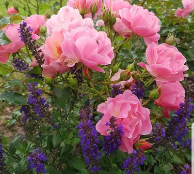 Стильные сочетания цветов с розами на фото