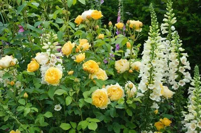 Цветочные композиции с розами на фото: вдохновение для садоводов