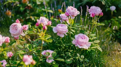 Идеи для украшения сада: цветы, которые лучше всего дополняют розы на фото