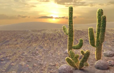 Кактусы в пустыне  фото