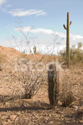 Кактусы в пустыне: красота природы на фото
