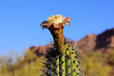 Кактусы в пустыне: фотографии высокого качества