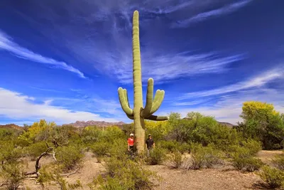 Фото кактусов в пустыне: прекрасные снимки