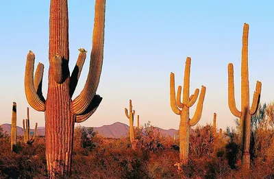Скачать фото кактусов в пустыне в формате JPG, PNG, WebP