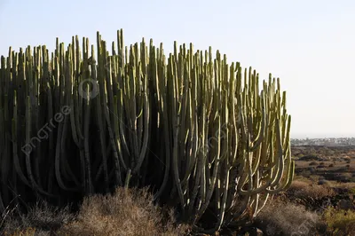 Удивительные кактусы пустыни: фотографии, которые оставят вас в восторге