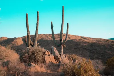 Фотографии пустынных кактусов: красота и жизненная сила в одном кадре