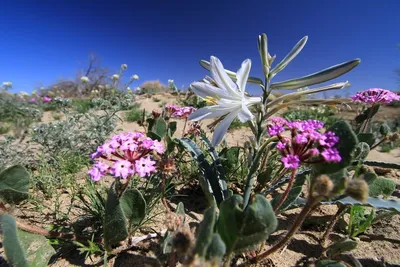 Уникальные кактусы пустыни: фотографии, которые расскажут вам их историю