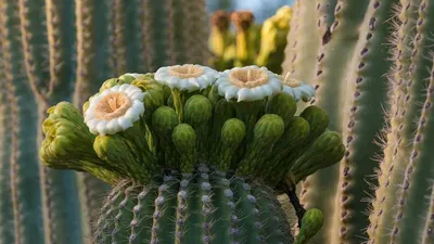 Удивительные кактусы пустыни: фотографии, которые оставят вас без слов