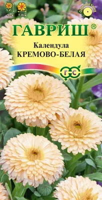 Яркие фотографии календулы в PNG формате