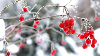 Фотка Калины: Великолепие зимнего пейзажа